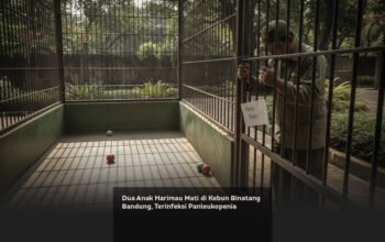 Dua Anak Harimau Mati di Kebun Binatang Bandung, Terinfeksi Panleukopenia