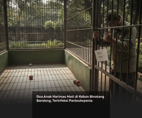 Dua Anak Harimau Mati di Kebun Binatang Bandung, Terinfeksi Panleukopenia locusonline featured image Mar 2026