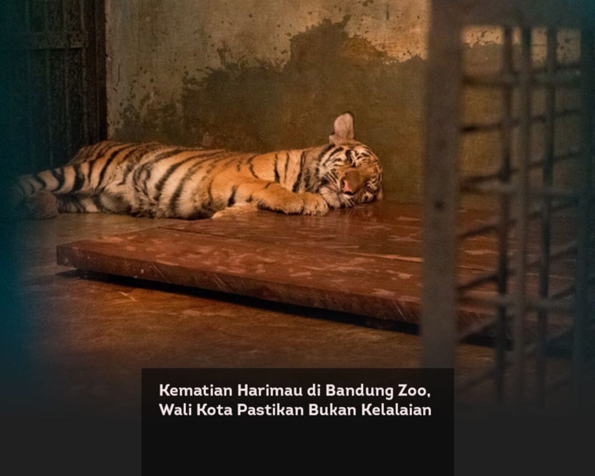 Kematian Harimau di Bandung Zoo, Wali Kota Pastikan Bukan Kelalaian
