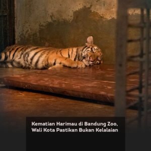 Kematian Harimau di Bandung Zoo, Wali Kota Pastikan Bukan Kelalaian