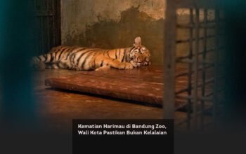 Kematian Harimau di Bandung Zoo, Wali Kota Pastikan Bukan Kelalaian