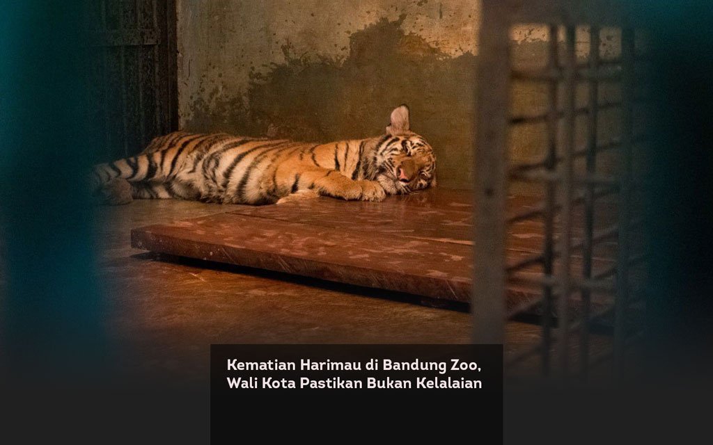 Kematian Harimau di Bandung Zoo, Wali Kota Pastikan Bukan Kelalaian locusonline featured image Mar 2026
