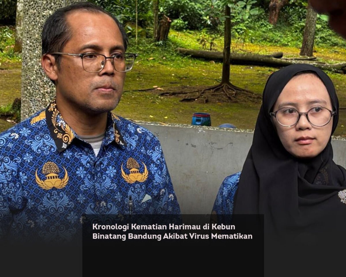 Kronologi Kematian Harimau di Kebun Binatang Bandung Akibat Virus Mematikan