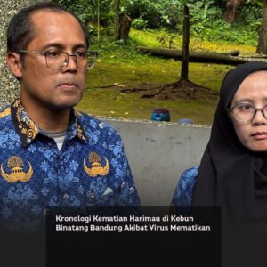 Kronologi Kematian Harimau di Kebun Binatang Bandung Akibat Virus Mematikan