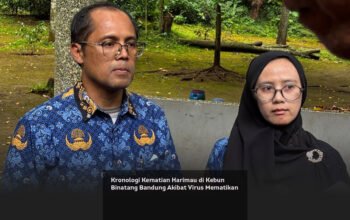 Kronologi Kematian Harimau di Kebun Binatang Bandung Akibat Virus Mematikan