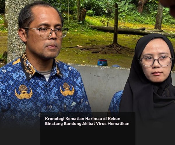 Kronologi Kematian Harimau di Kebun Binatang Bandung Akibat Virus Mematikan locusonline featured image Mar 2026