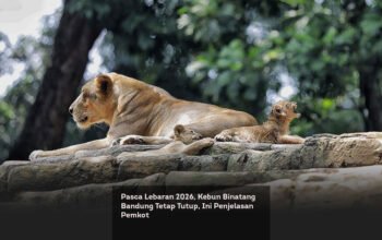 Pasca Lebaran 2026, Kebun Binatang Bandung Tetap Tutup, Ini Penjelasan Pemkot