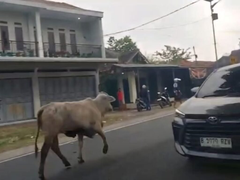 Saat Sapi Ikut Pulang Kampung, Jalur Limbangan Berubah Jadi Arena Rodeo Dadakan