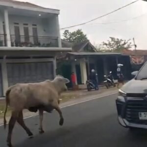 Saat Sapi Ikut Pulang Kampung, Jalur Limbangan Berubah Jadi Arena Rodeo Dadakan