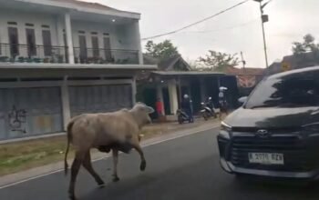 Sapi Ngamuk di Jalur Mudik Garut Pemudik Motor Jadi Korban 696x392