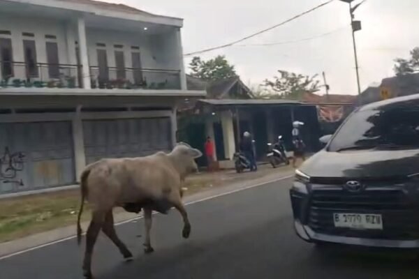 Sapi Ngamuk di Jalur Mudik Garut Pemudik Motor Jadi Korban 696x392