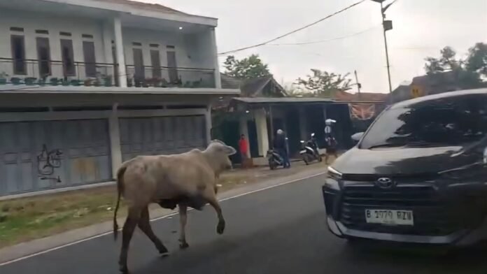 Sapi Ngamuk di Jalur Mudik Garut Pemudik Motor Jadi Korban 696x392