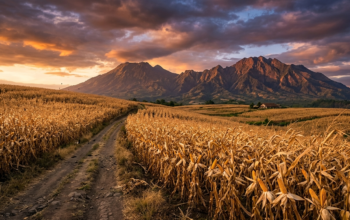 Produksi Jagung Garut Naik, Target Masih Menguap Antara Klaim Sukses dan Realita Ladang