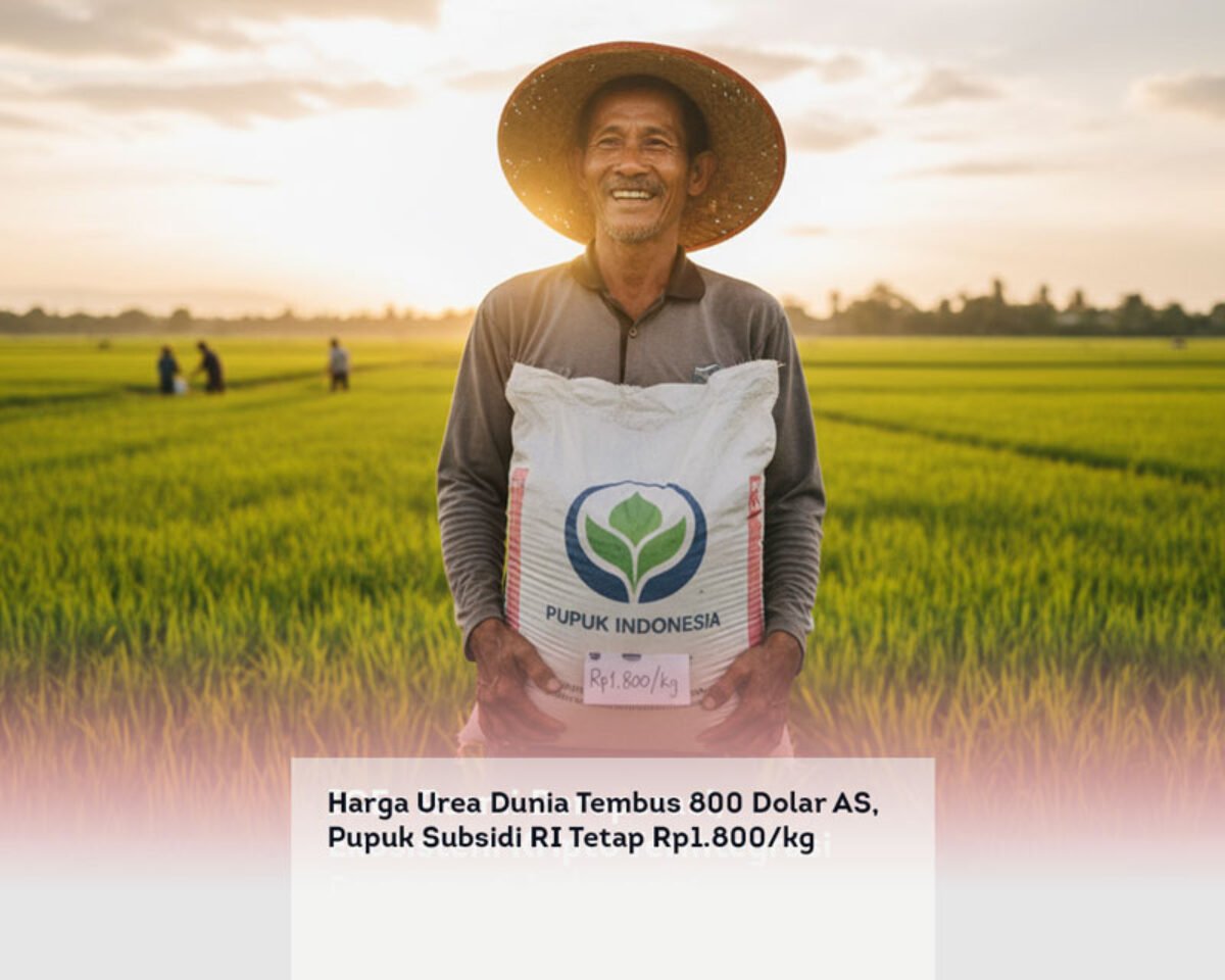 Harga Urea Dunia Tembus 800 Dolar AS, Pupuk Subsidi RI Tetap Rp1.800/kg